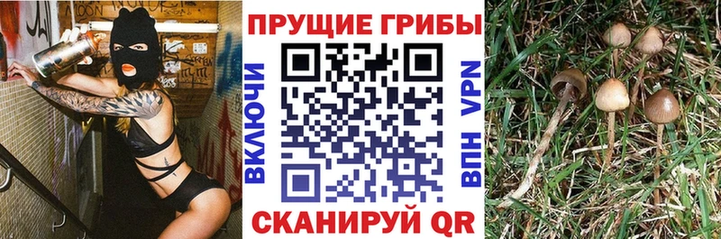 shop как зайти  купить  сайты  Боровск  Галлюциногенные грибы мухоморы 